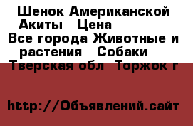 Шенок Американской Акиты › Цена ­ 35 000 - Все города Животные и растения » Собаки   . Тверская обл.,Торжок г.